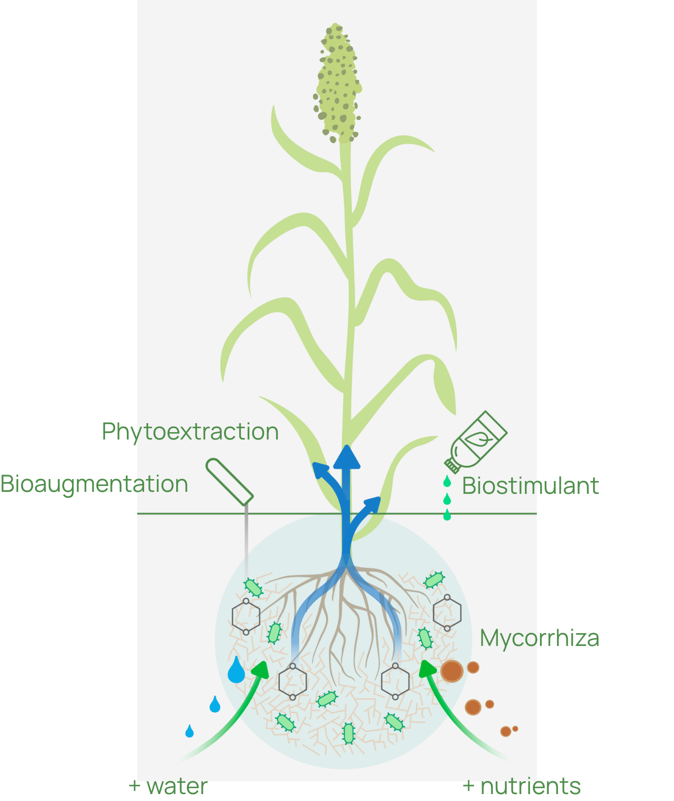 phytoremediation_big