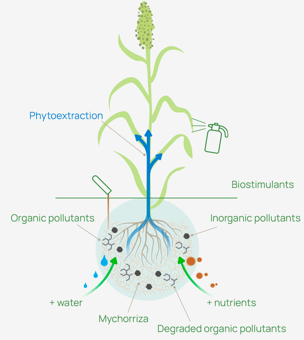 GOLD_HOMEPAGE_PHYTOREMEDIATION-tab-infographic